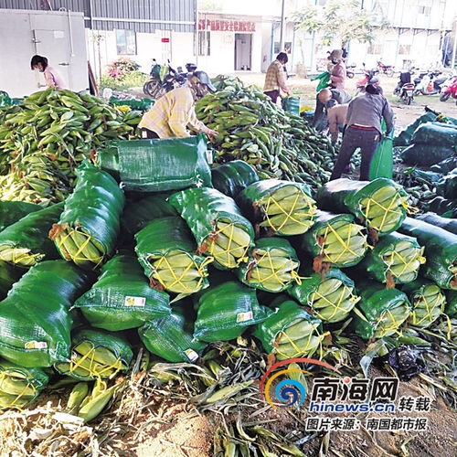 全民战疫·益起来 减环节补链强支撑，东方农产品出岛量领跑全省