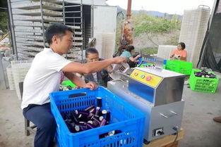 迎丰茄子 品质、销路、技术三管齐下，种出丰收致富路